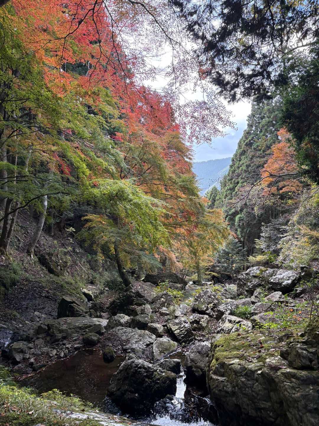 三谷登山口-千ヶ峰-岩座神登山口 周回コースの写真