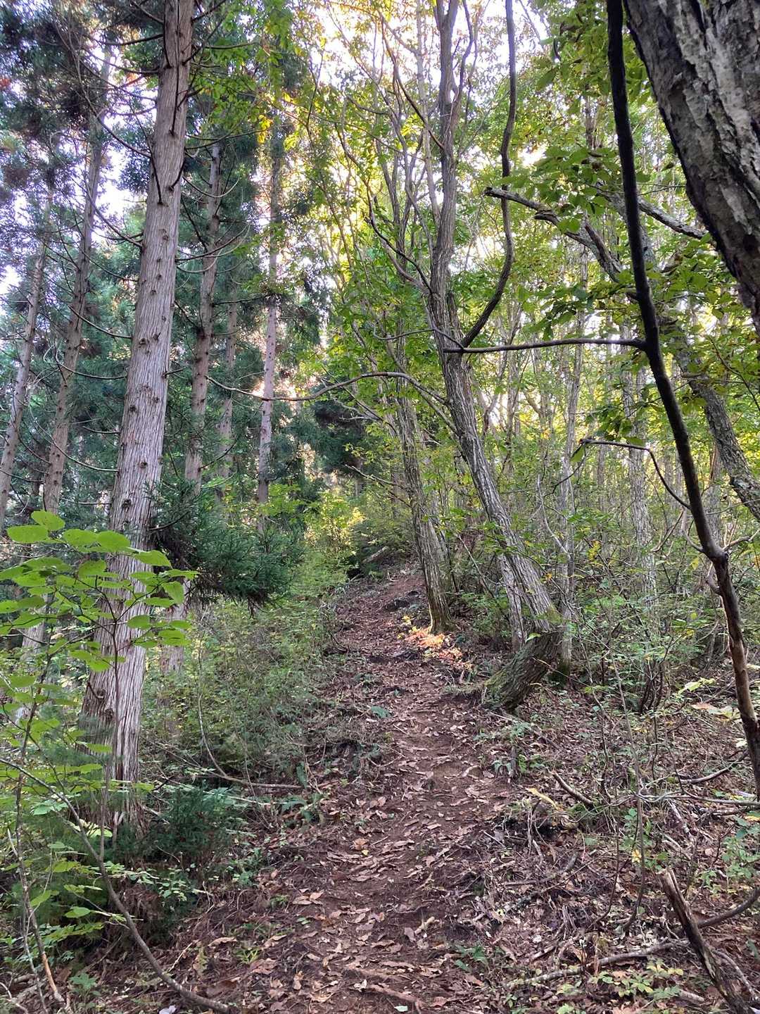 林の中をのんびり登っていきます。
しかしこの辺りで熊が横切る…💦
凍りついた〜😅
気を取り直して再開🥾