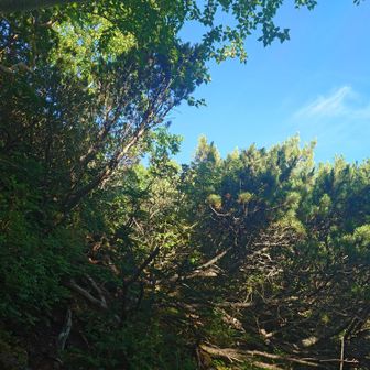 南峰のハイマツは背が高い