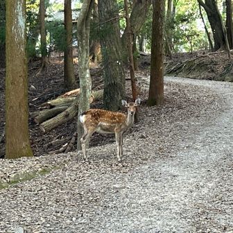待ち合わせの鹿さん