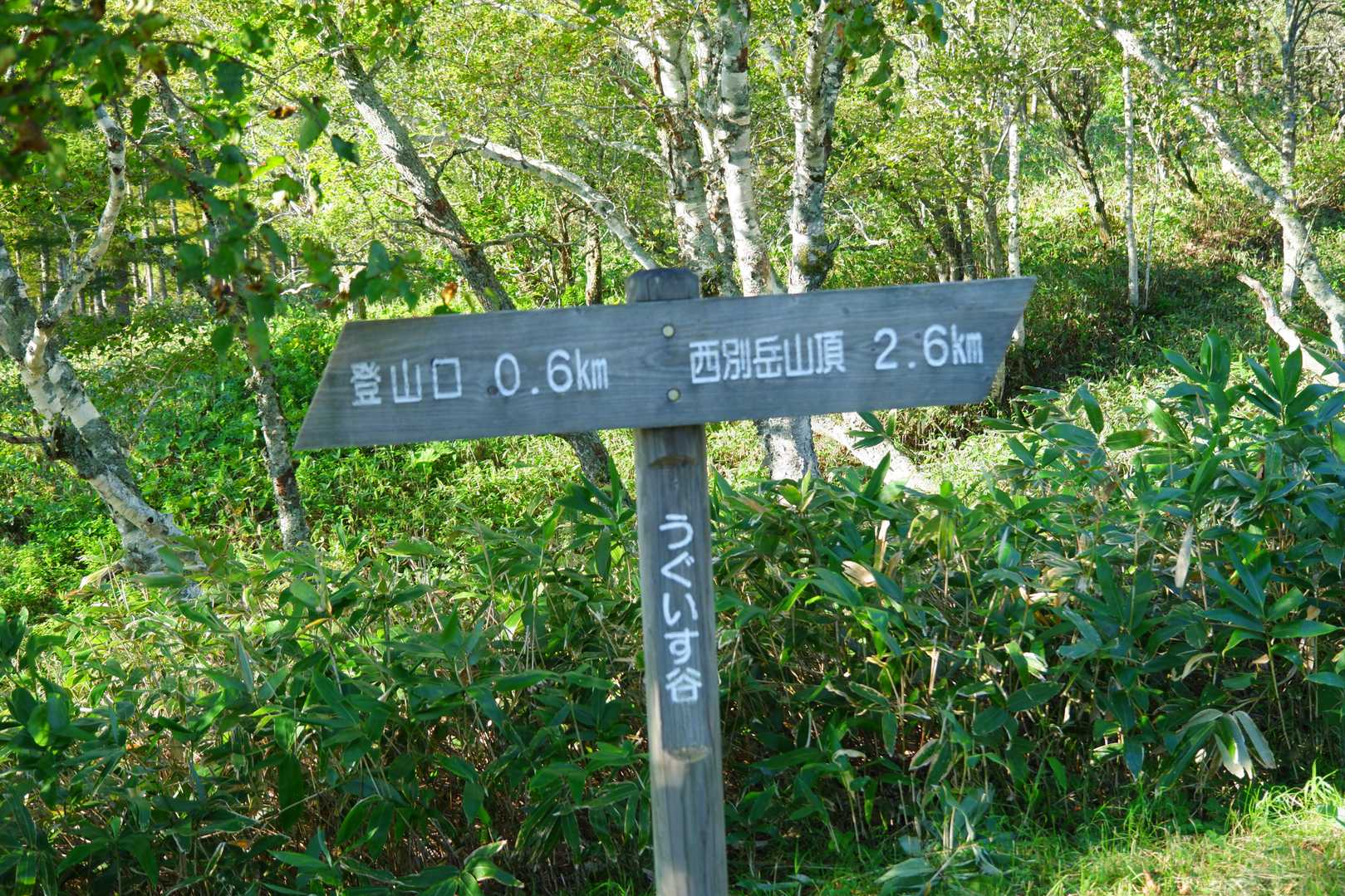 リスケ山-西別岳-摩周岳 往復コースの写真
