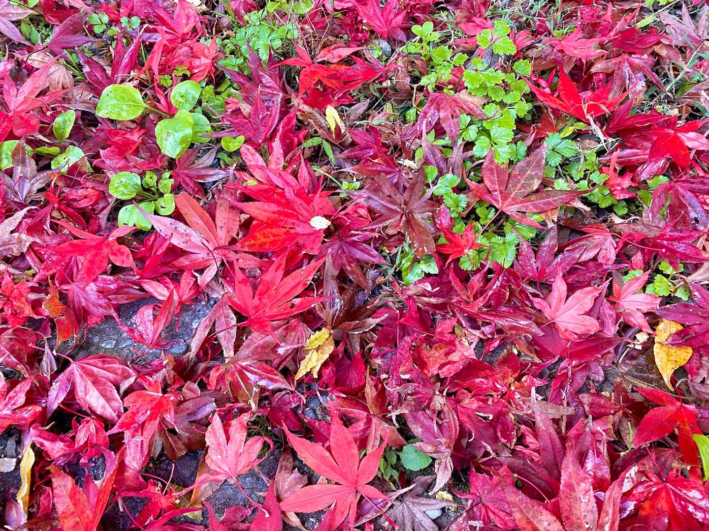 そして紅葉🍁も…。
