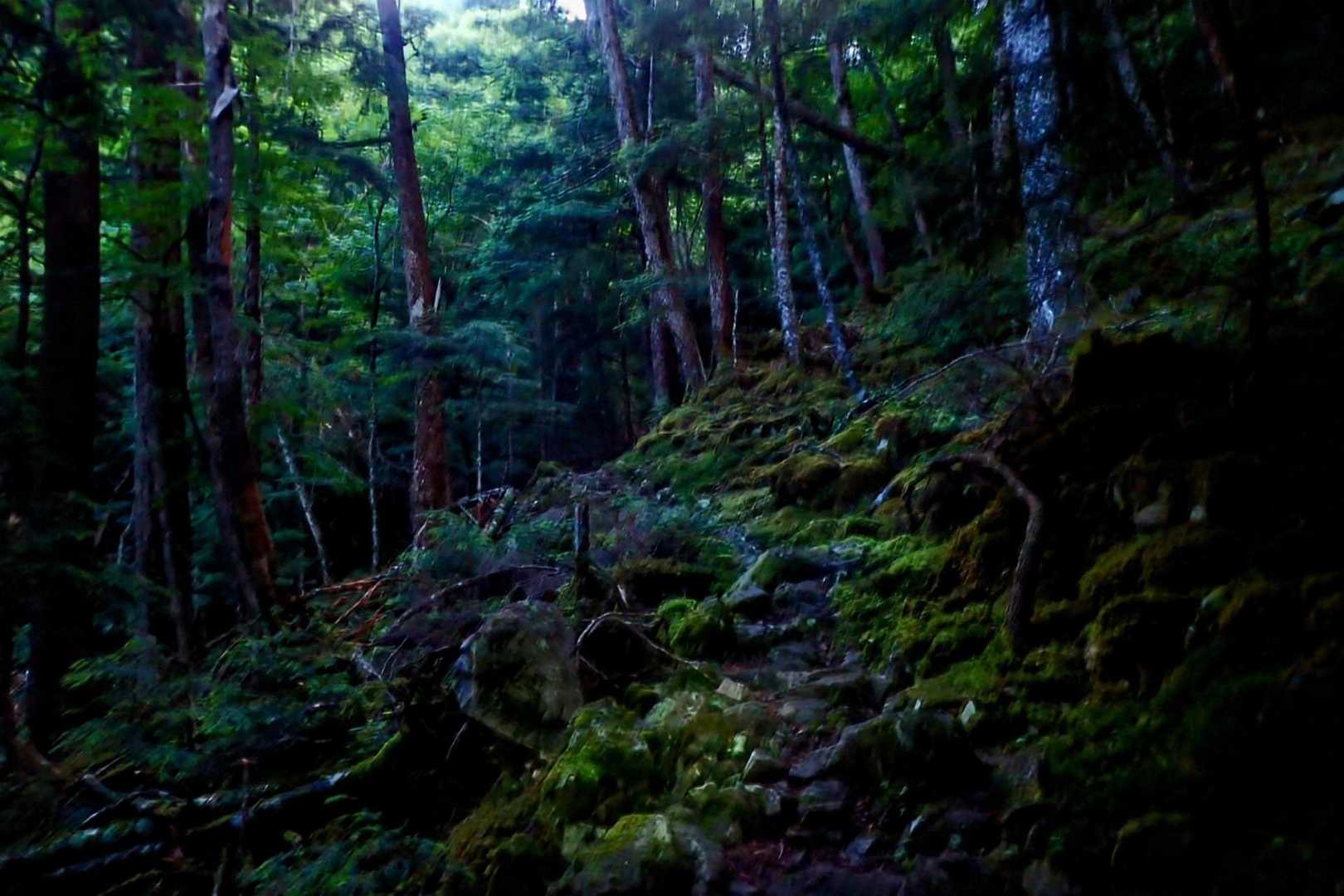 夜明けの登山道