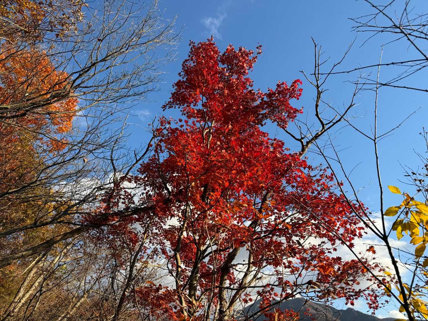 紅葉🍁