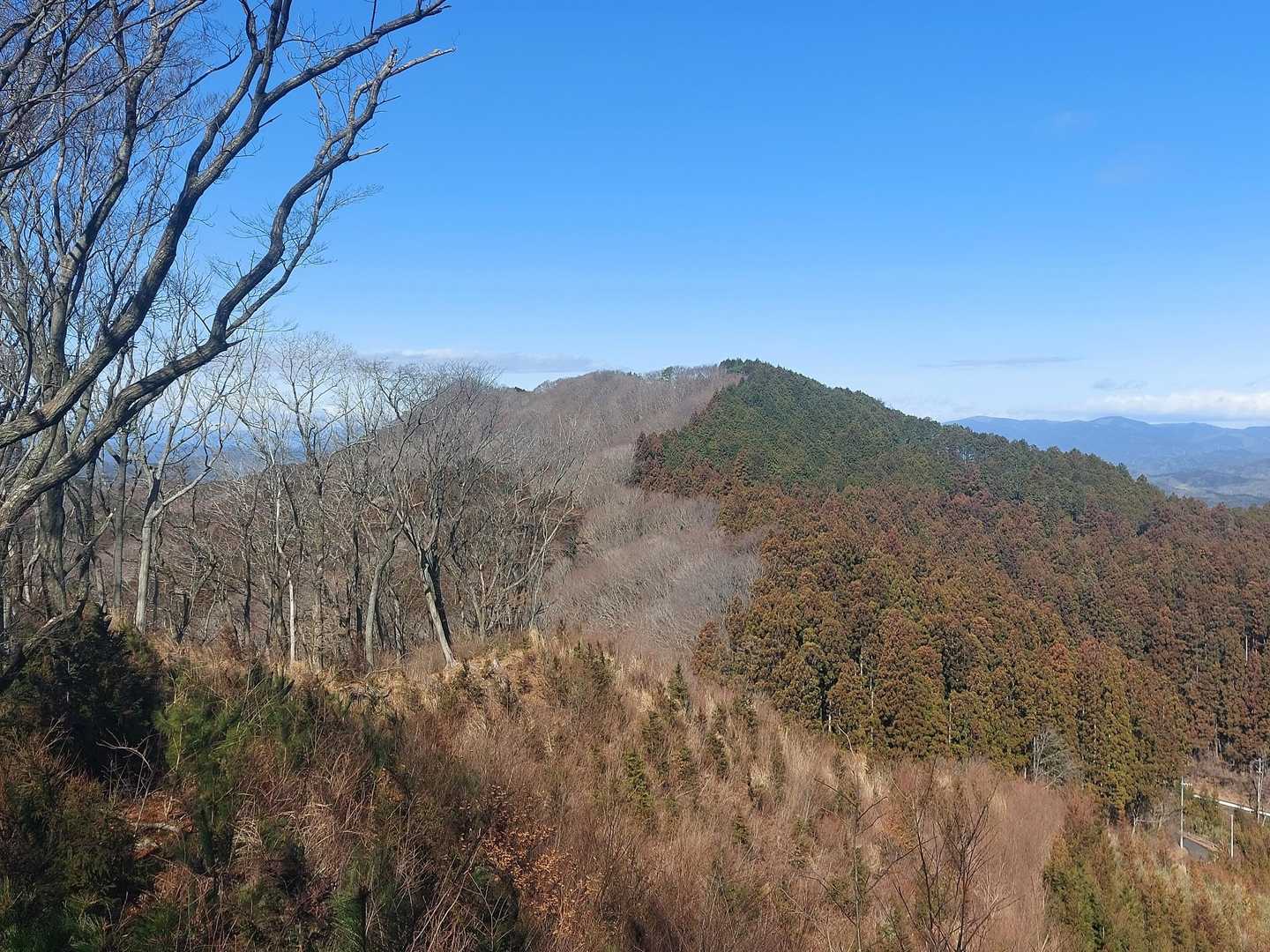 振り返って白木山は自然林と人工林の境目が登山道ですね🧐