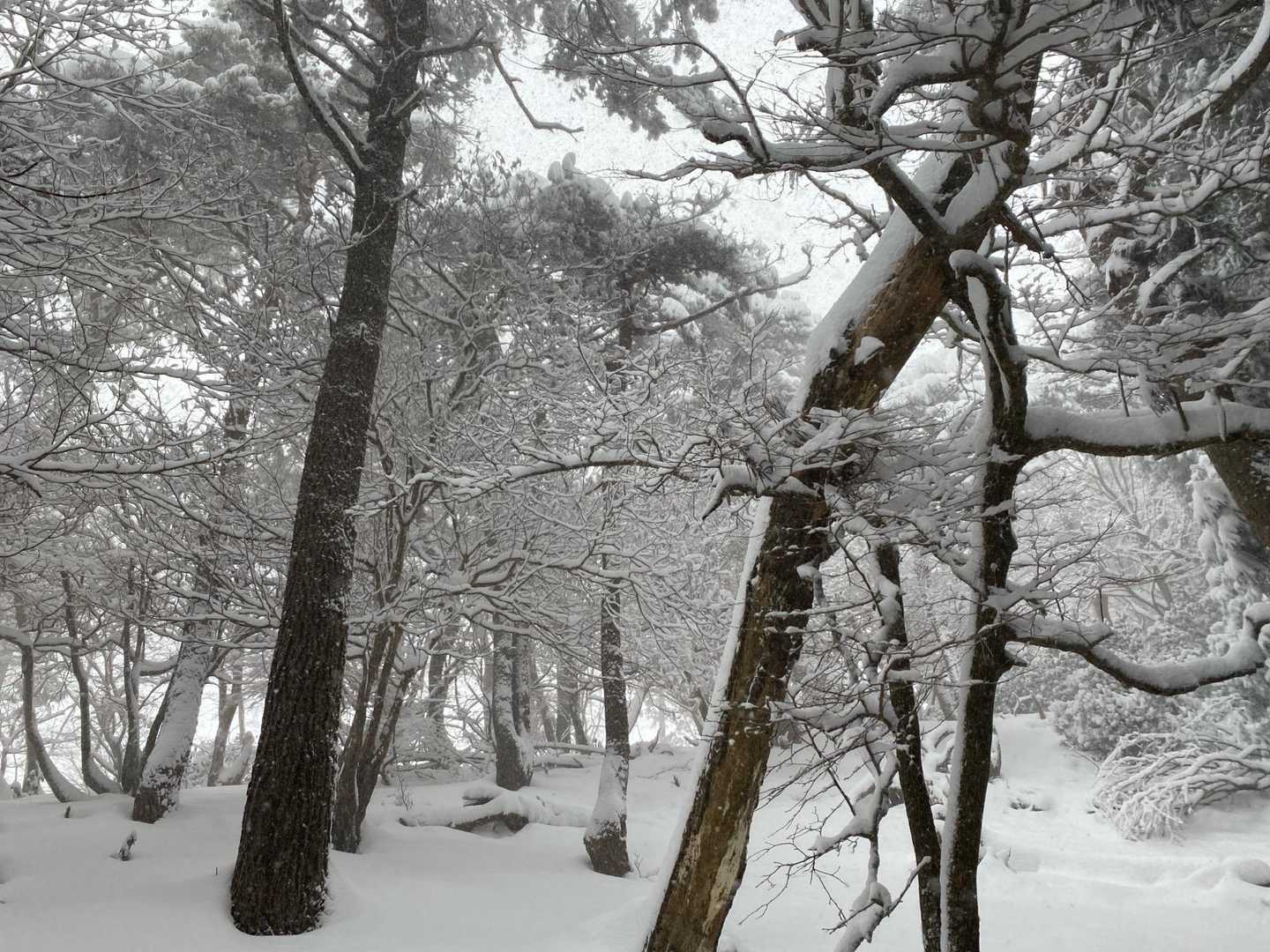 東山 周回コースの写真