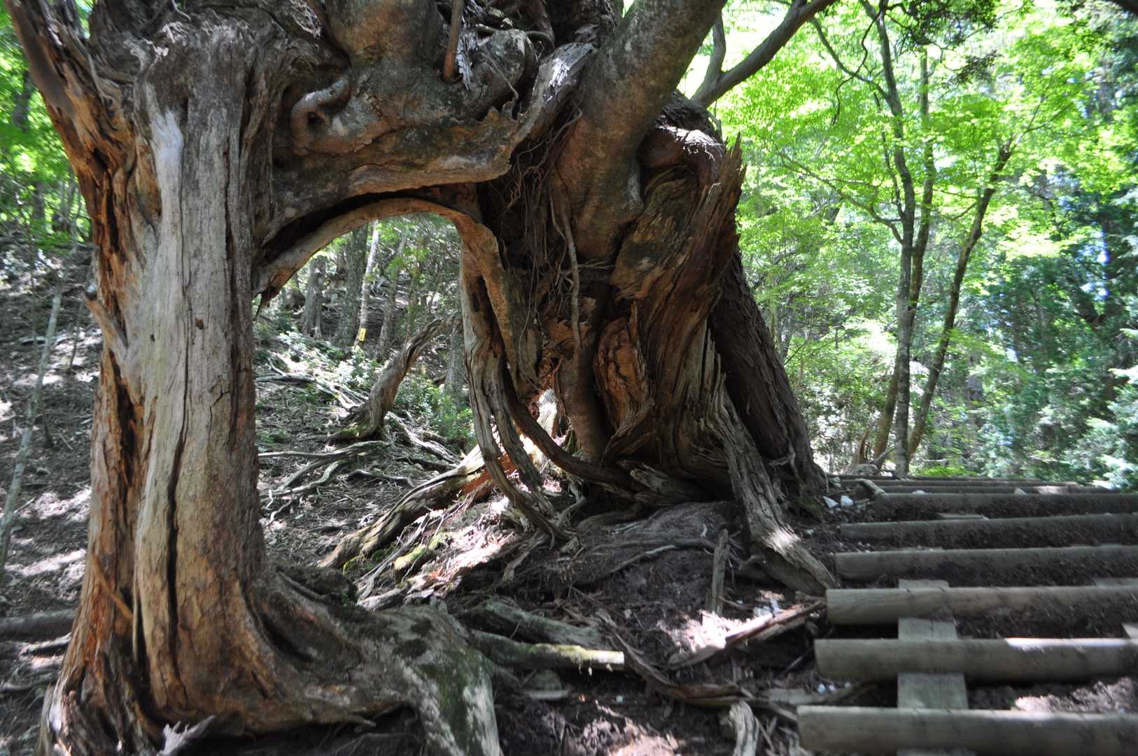前鬼登山口-大日岳 往復コースの写真