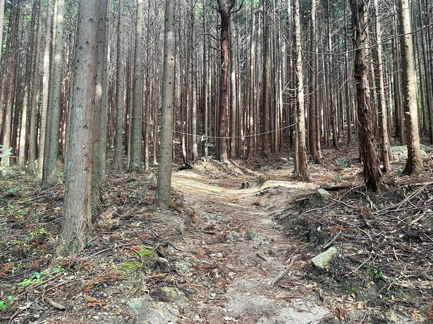 歩きやすい杉林から〆縄が見えます
最初の分岐点です