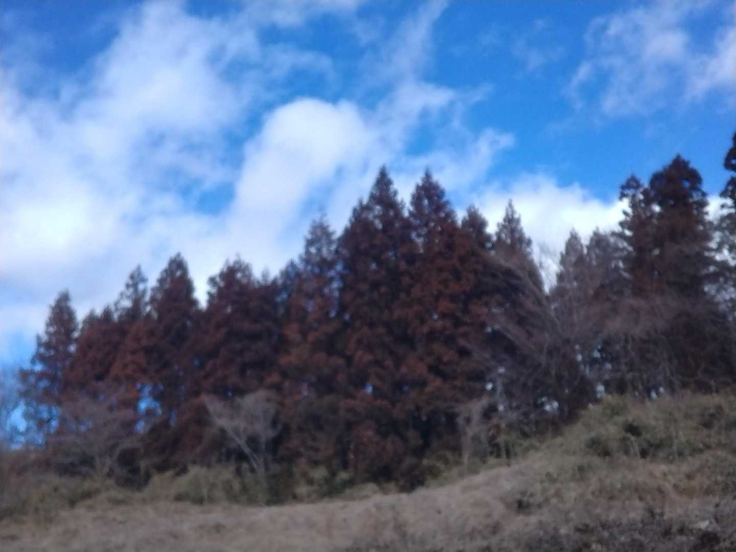 スギ花粉は今にも飛びそうな気配でした！