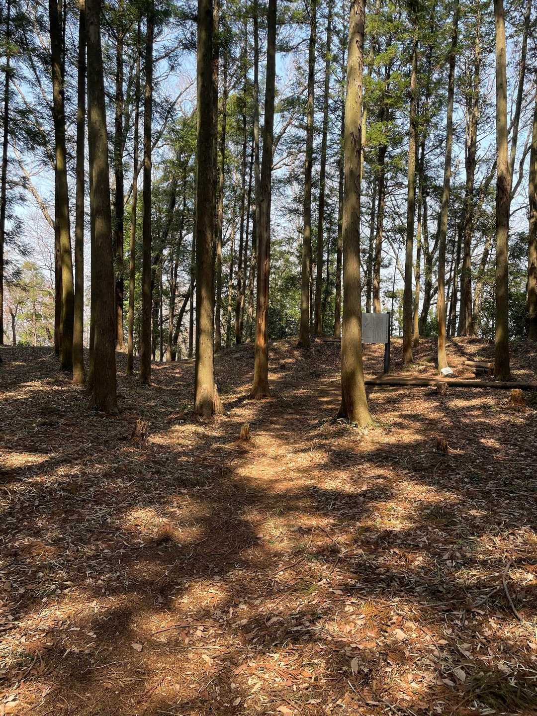 城山の山頂。
かつては青山城という城が建っていたそうです。