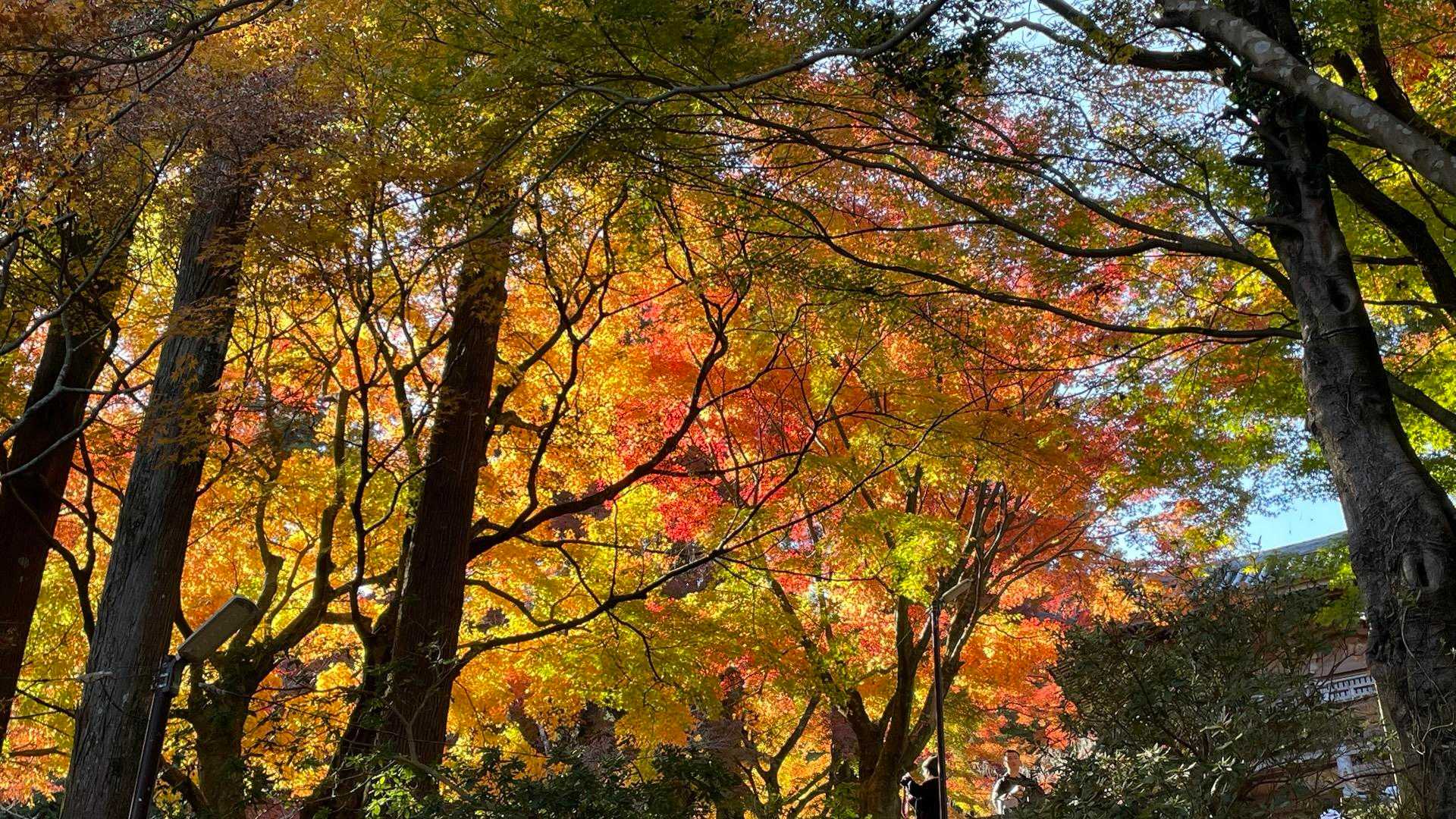 雷山周回 | 豊かな自然と神秘的な伝説、下山後は美しい寺院も楽しめるの写真