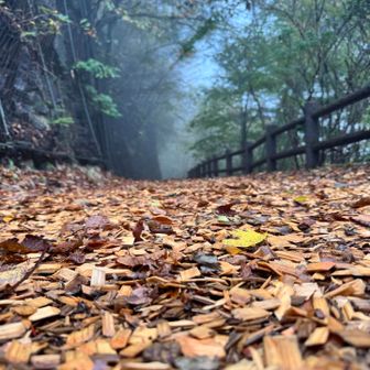 ウッドチップ🌳

フカフカで歩きやすい🚶‍♀️

見てくださりありがとうございました😊