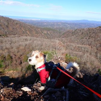 ここ、崖っぷち
岩に映る自分の影に吠えてる