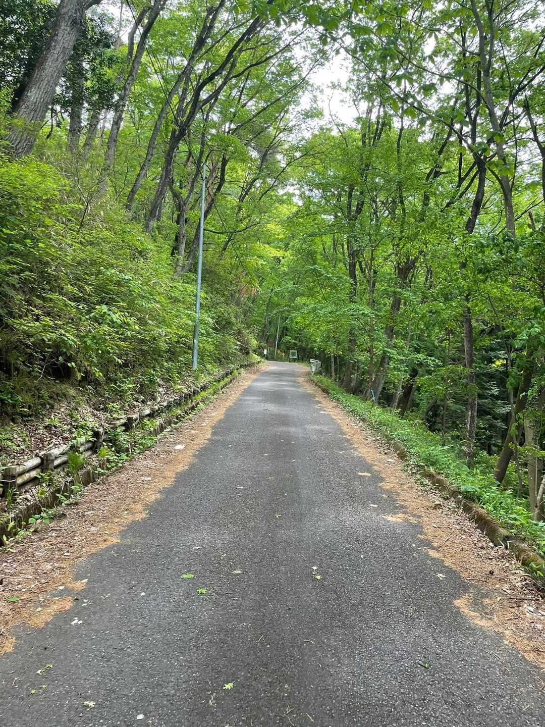烏峠 往復コースの写真