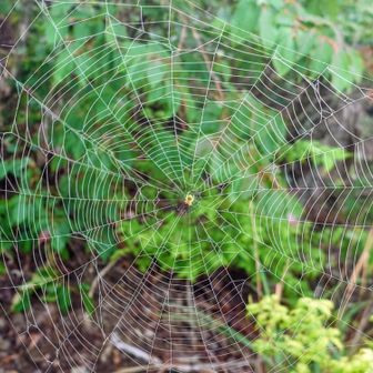 蜘蛛の巣がとても多い
ゴメンね、情け容赦無いクラッシャーマンが通ります
・・2〜3日誰も歩いて無いのかも