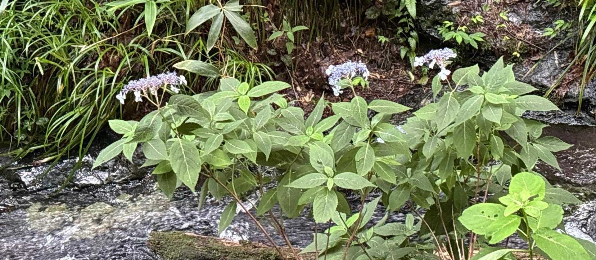 子紫陽花と流れる水