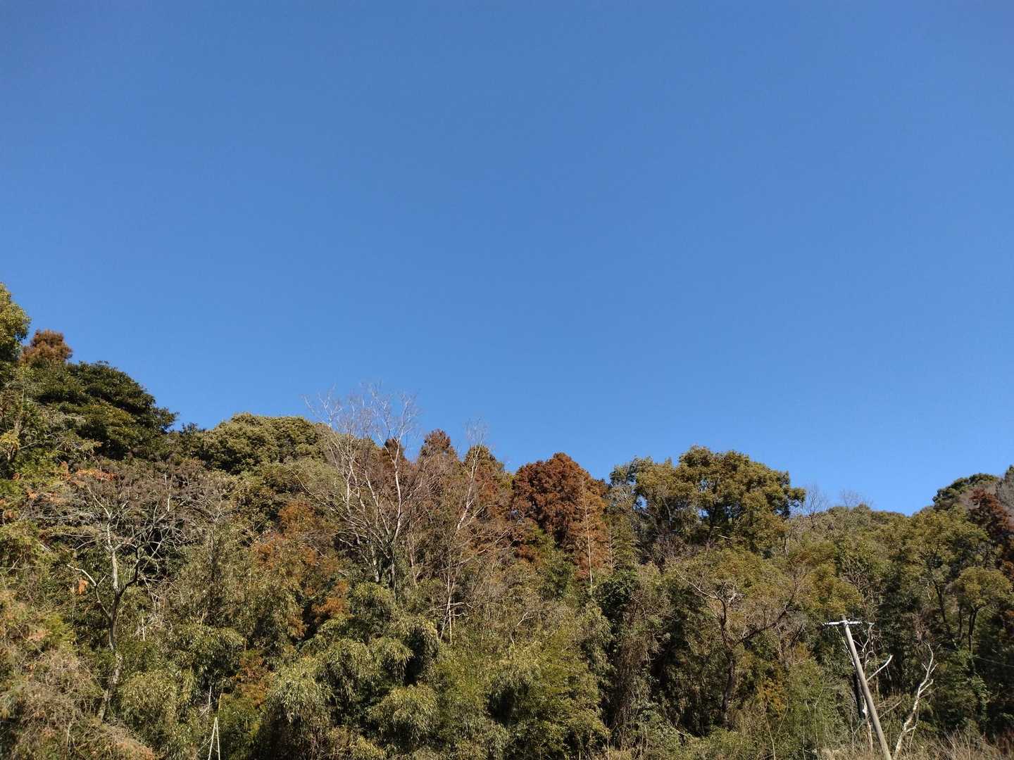 ピーカンの青空