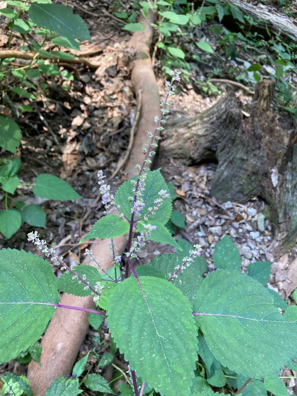 山頂で見かけた、フレンチの料理に添えられてそうな花。
