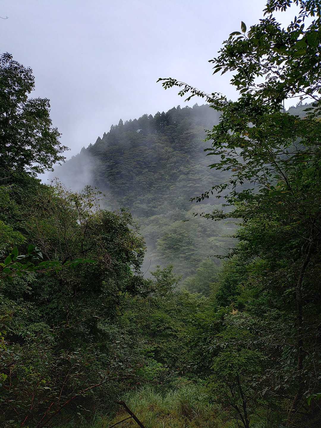 蓑毛バス停-大山-ヤビツ峠 周回コースの写真