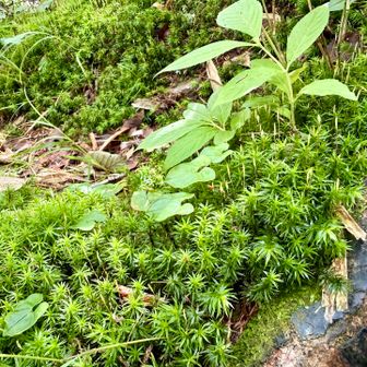 苔もありましたよー。スギゴケ。