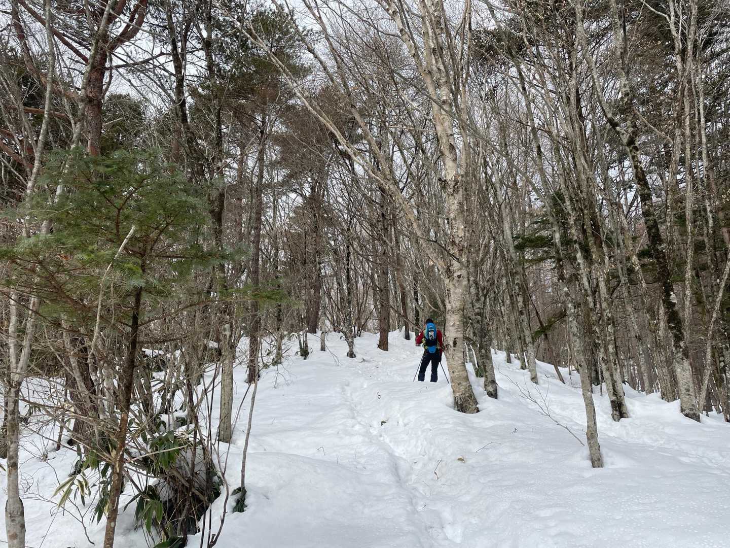 ひたすら樹林帯をあがります。
つづらおりが続くけど、
地味に急だよー💦ヘトヘト😓