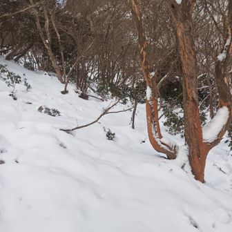 行きに荒らしまくった…役に立たないトレース🤣
(正解は真っ直ぐ。行きは下から来ました)

帰りに見てもいまいち正解がわからず、トレース参考は自己責任で💦💦