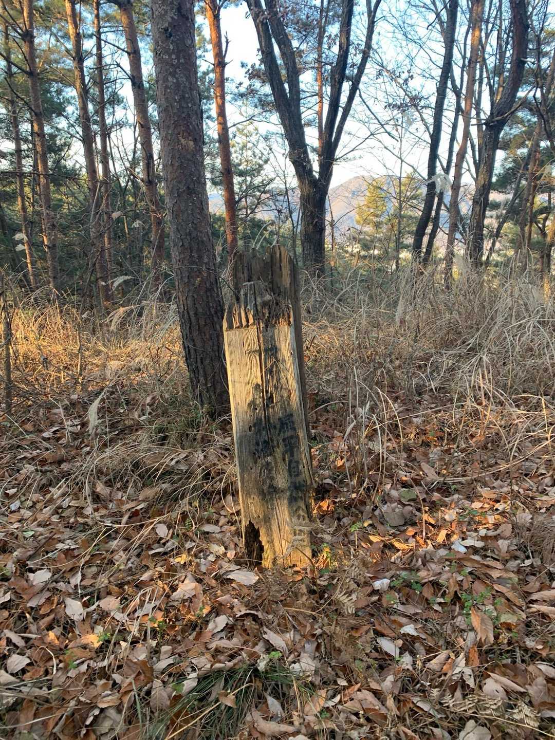 多分ここが物見山山頂。
行き過ぎていた😆