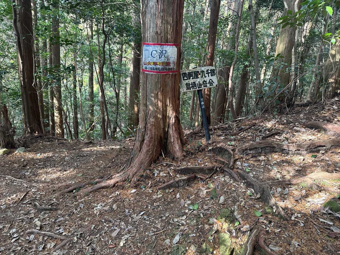 分岐
右➡️は九千部山方面
右奧が下り方面　沢コースらしい😆

この先ちょっと狭いトラバースあり