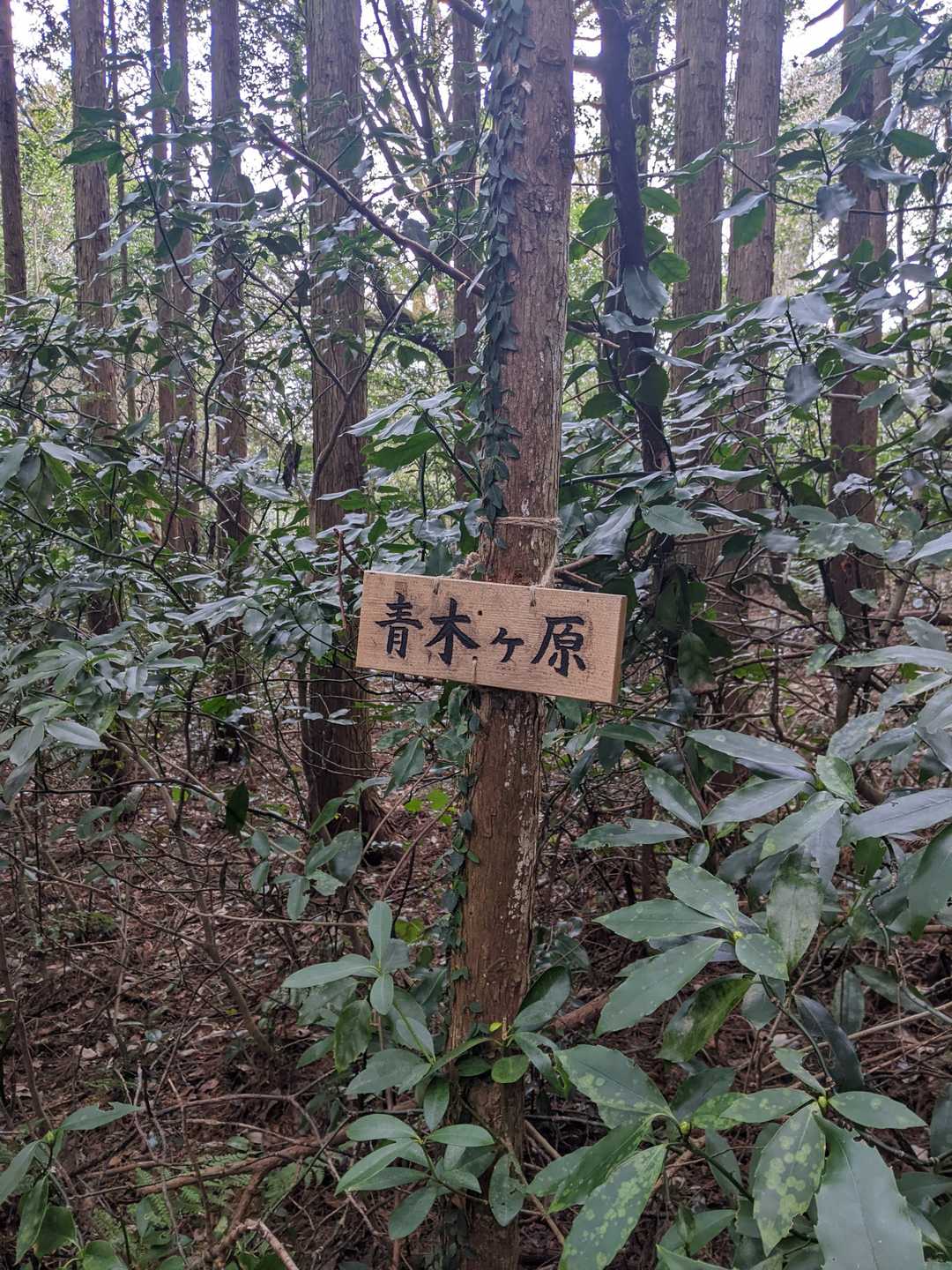 来ちゃった🙄？