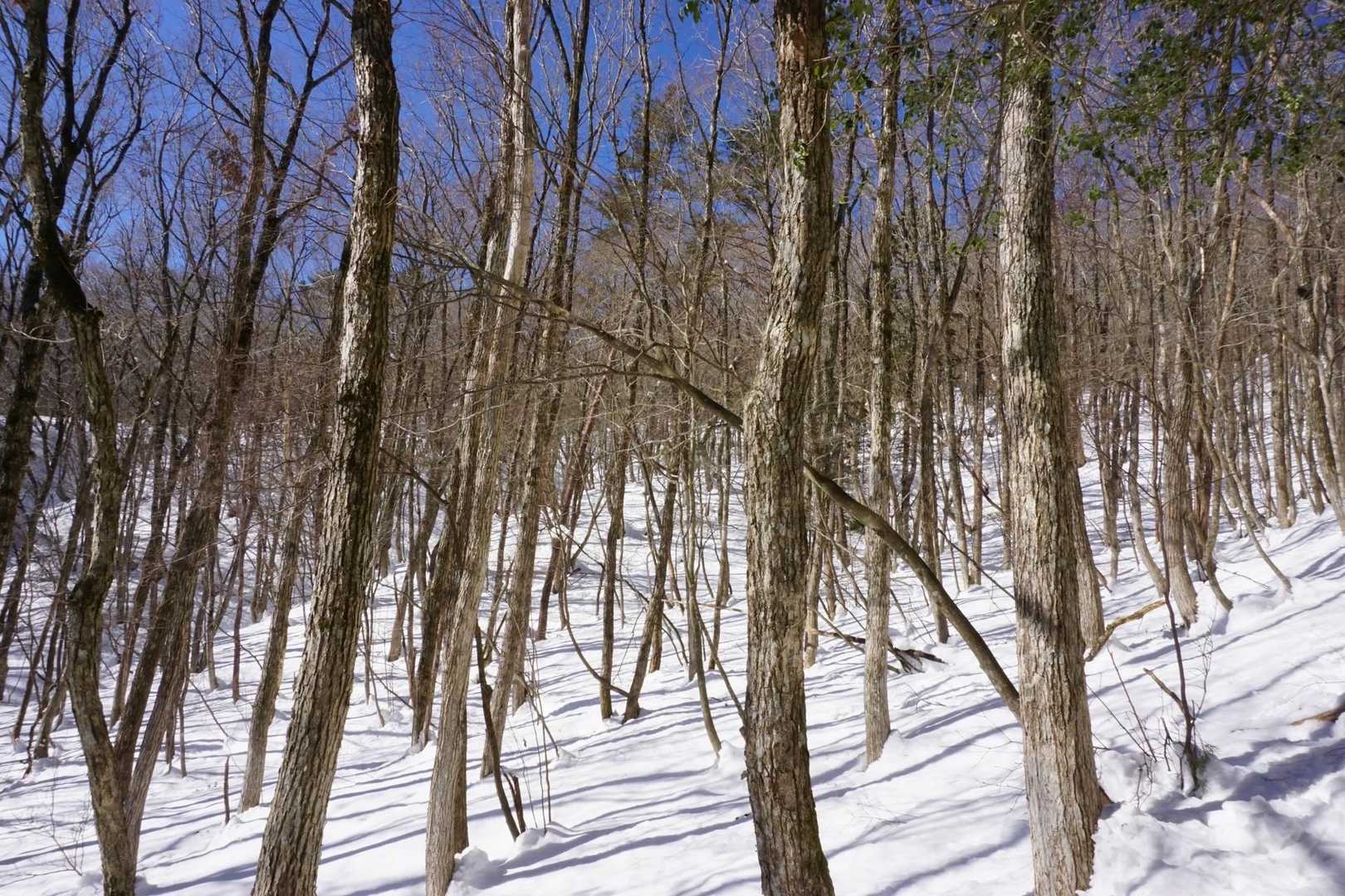 天気が続いて雪が締まったおかげで、先週とは違って歩きやすい