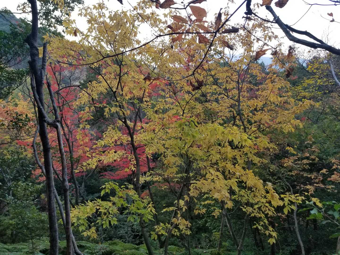 嵐山の紅葉🍁
綺麗だ✨
ここで、お寺の鐘音聞こえた
癒される✨