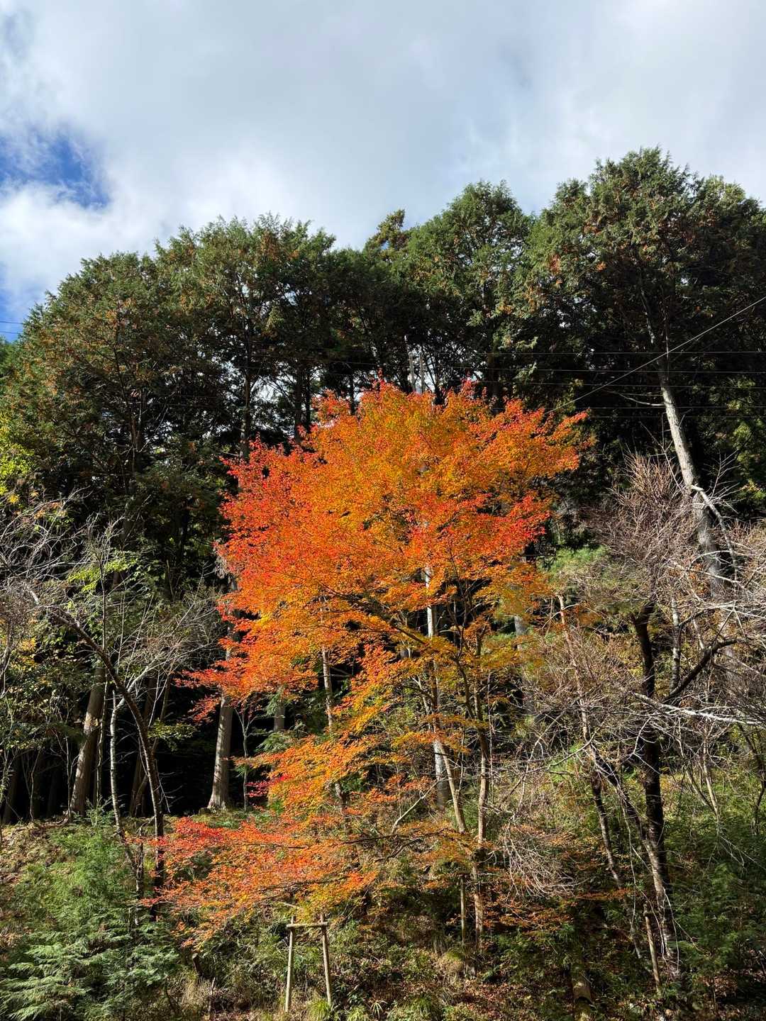 佐目自然公園登山口-高室山登山口-高室山 周回コースの写真
