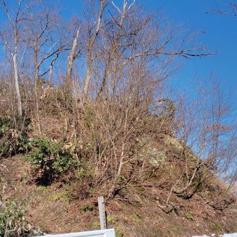 今日は第二登山口から。中央の木の上に宿り木。