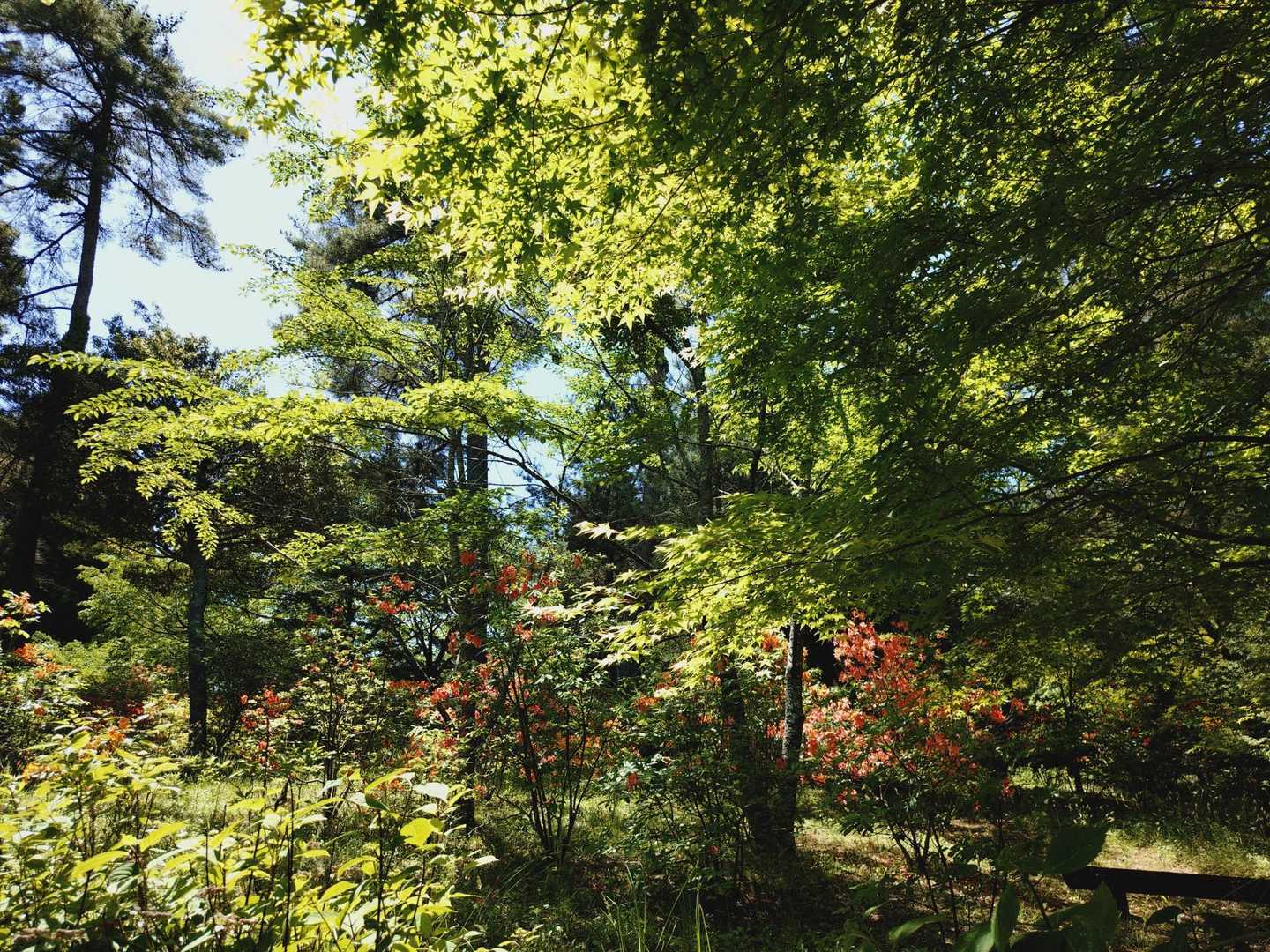 新緑の中にレンゲツツジ🌿🧡
今日も緑が美しい✨