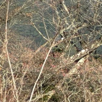 拡大　アケボノに間違いない
ふっくらピンク