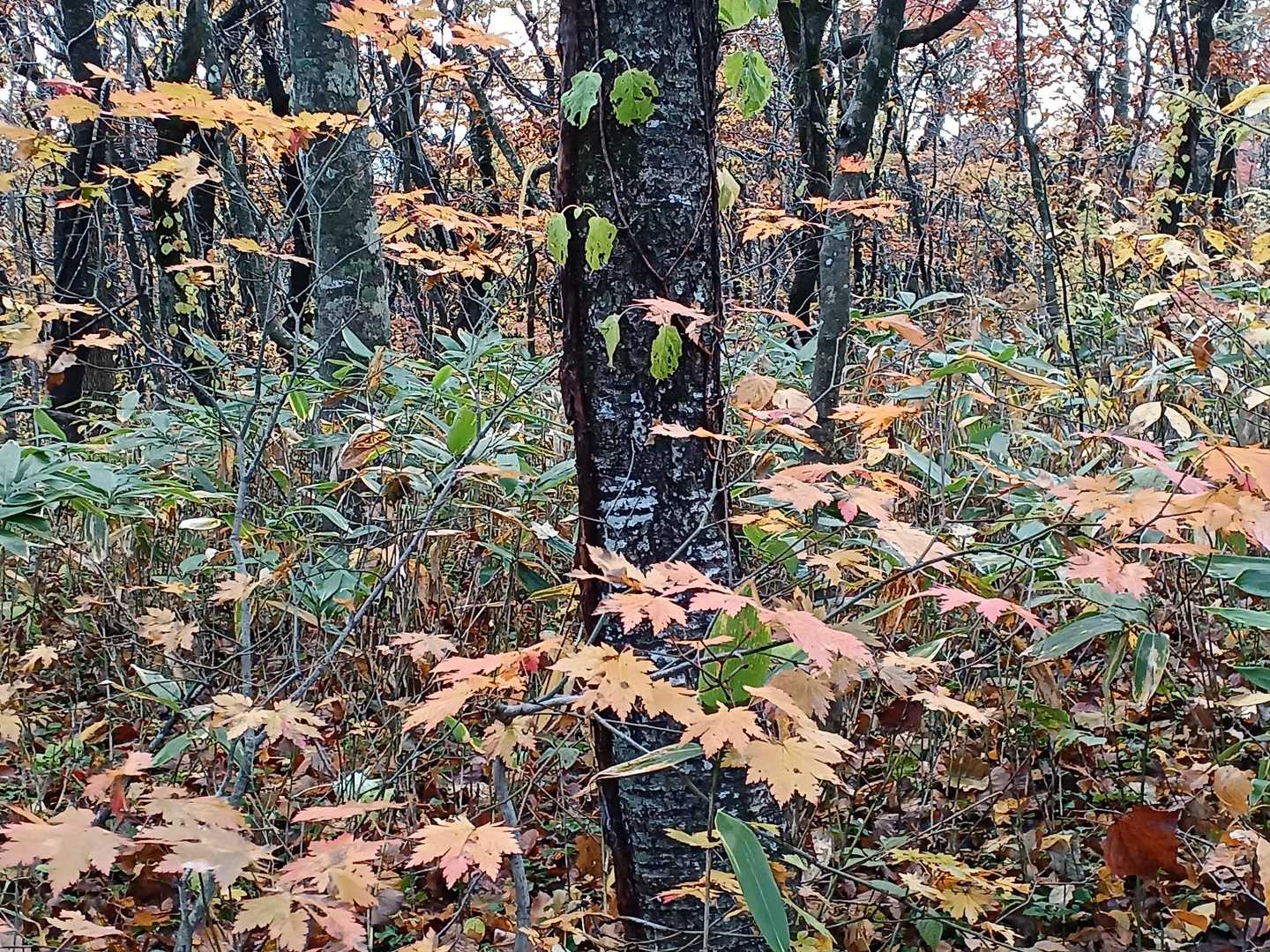 南東方向に下る道…山の端に陽が隠れて
急速に暗くなってくる🏃💦
紅葉🍁が暗い中に浮かんで見える…