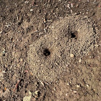 R先輩：アリの巣かなあり地獄かな❓
大先輩：アリの巣じゃない❓
める：最近。アリの巣とかも見ないよね😅
珍しい😳