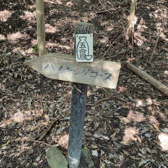 階段多めの登山道です🚶
