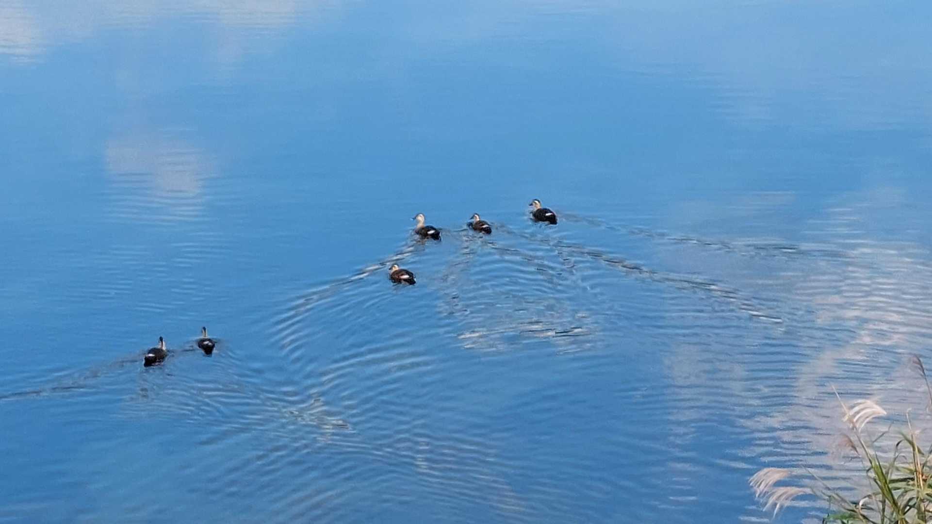 カモが並んで泳いでる
可愛い🩷🦆