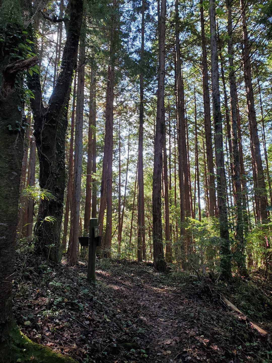 石老山 往復コースの写真