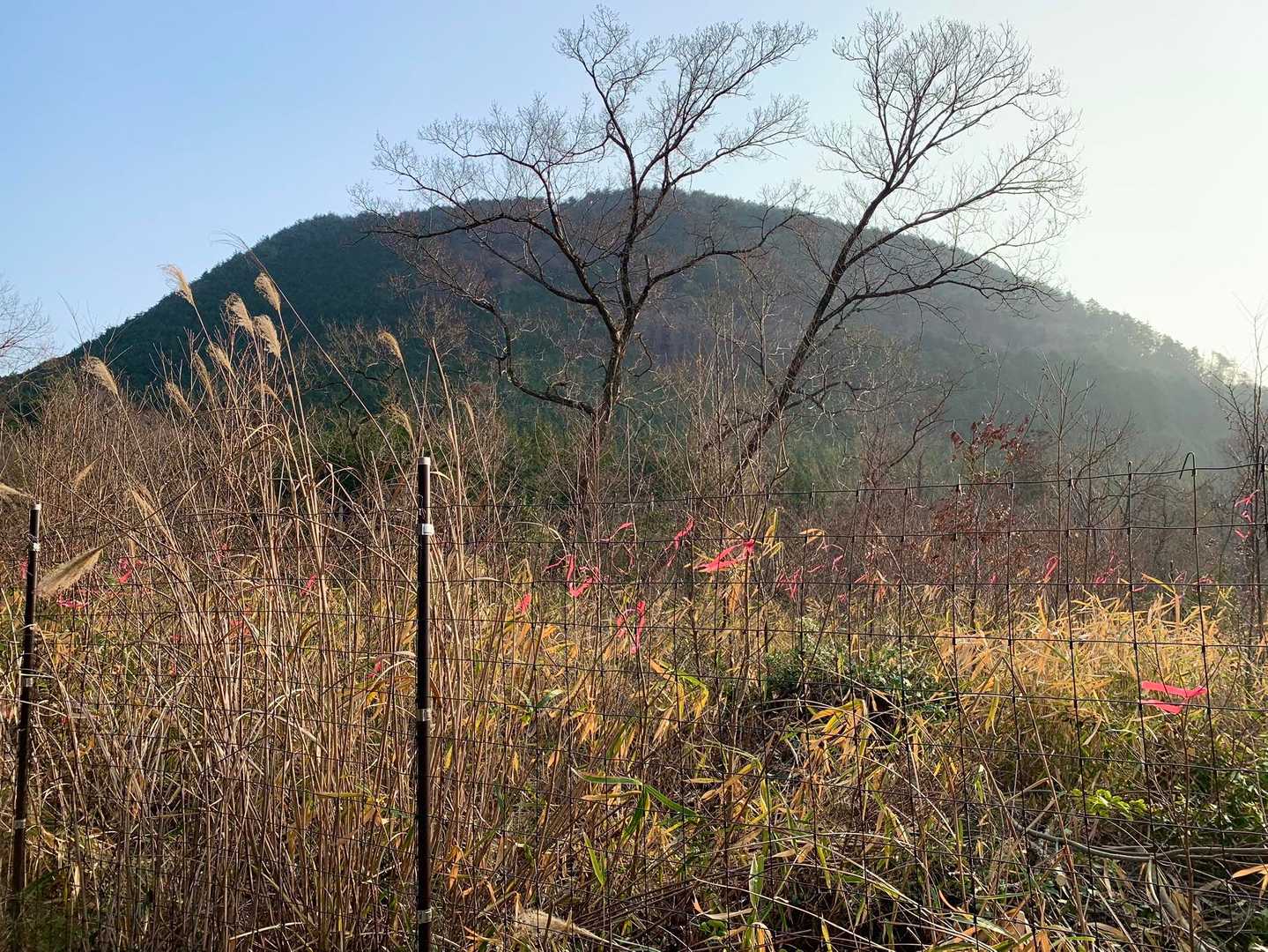 猪ノ鼻ガ岳が、整った姿を見せています