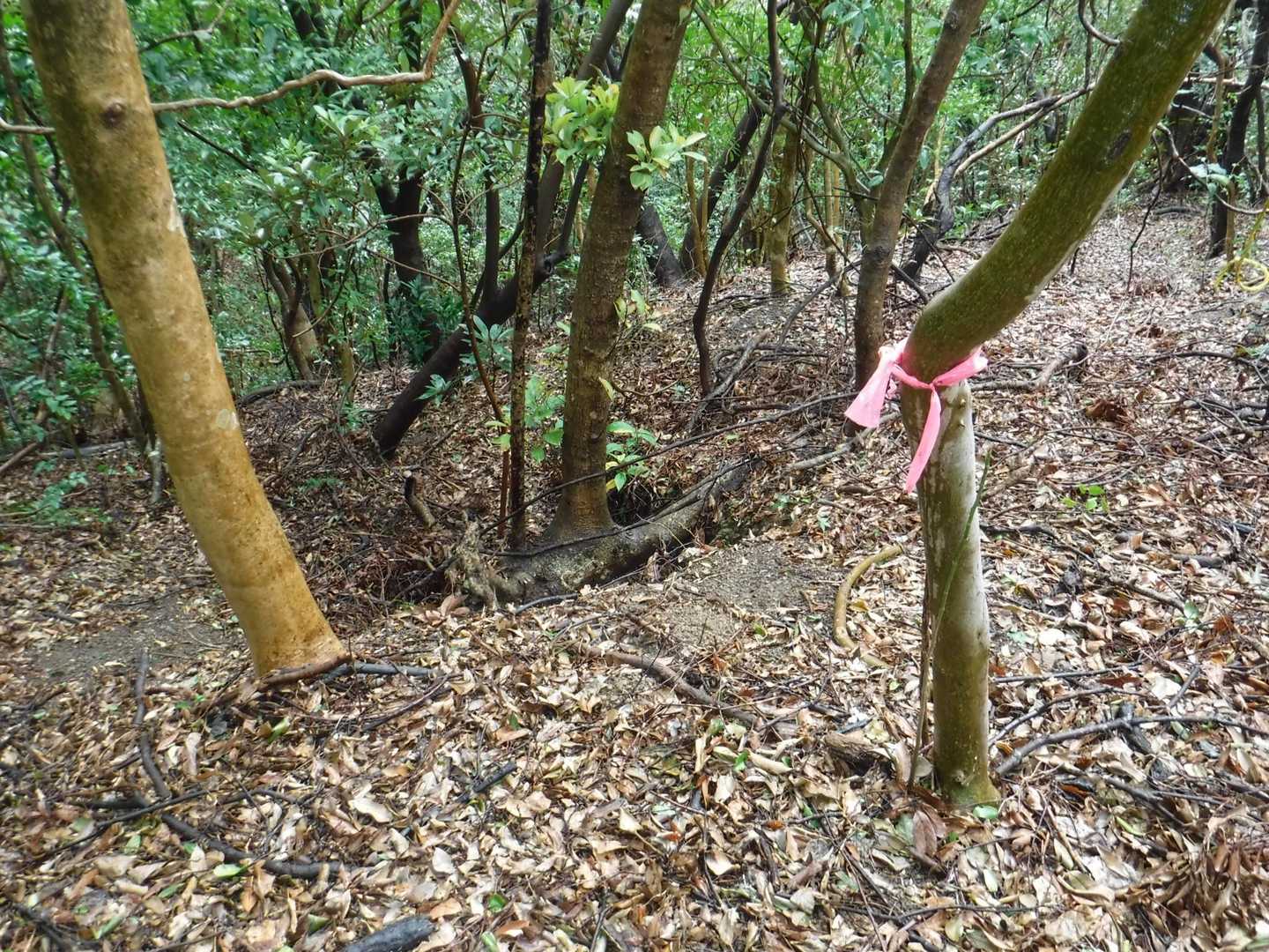 歩き始めて25分、頭の中の穴ぐらセンサーが反応する😅ここ怪しい