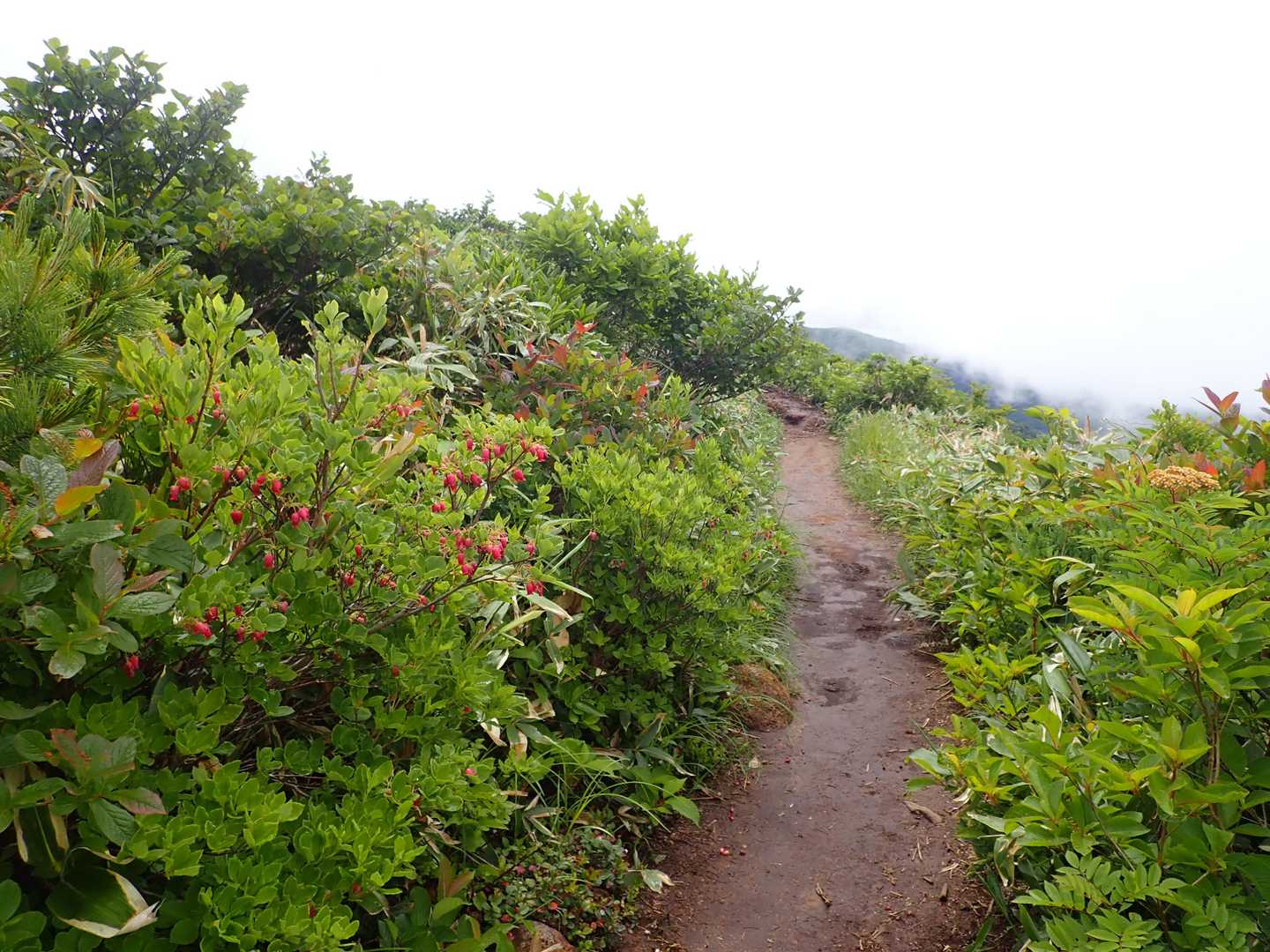 登山道はガスの湿気で少し泥濘😆