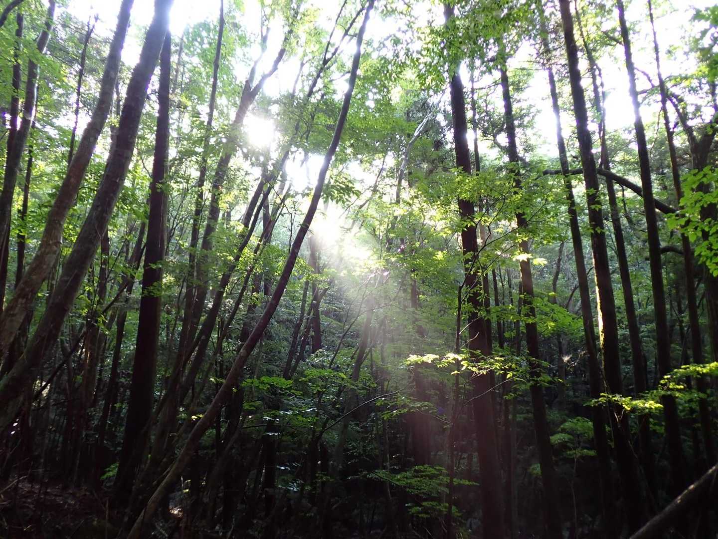 風穴コース良い雰囲気の登山道ですね。
またリピートしたいです。