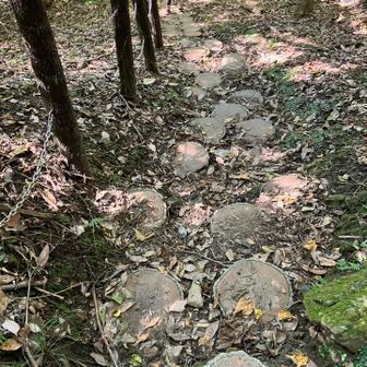 下山はベテランさんから近道を教えてもらった

擬木の切り株がなんか楽しい😆