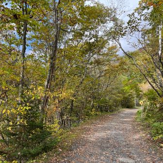最初は、紅葉の始まりかけた林道