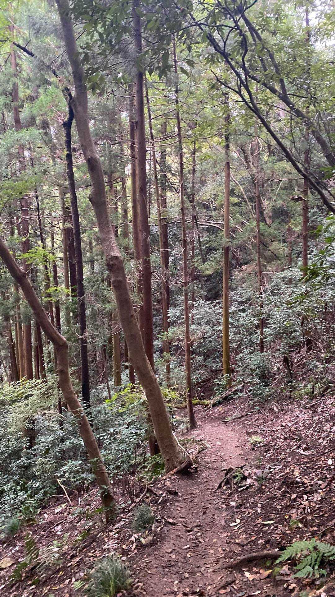 高尾山口駅-草戸山-榎窪山 周回コースの写真