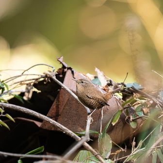 百々きた。みそっち、こんにちは😀