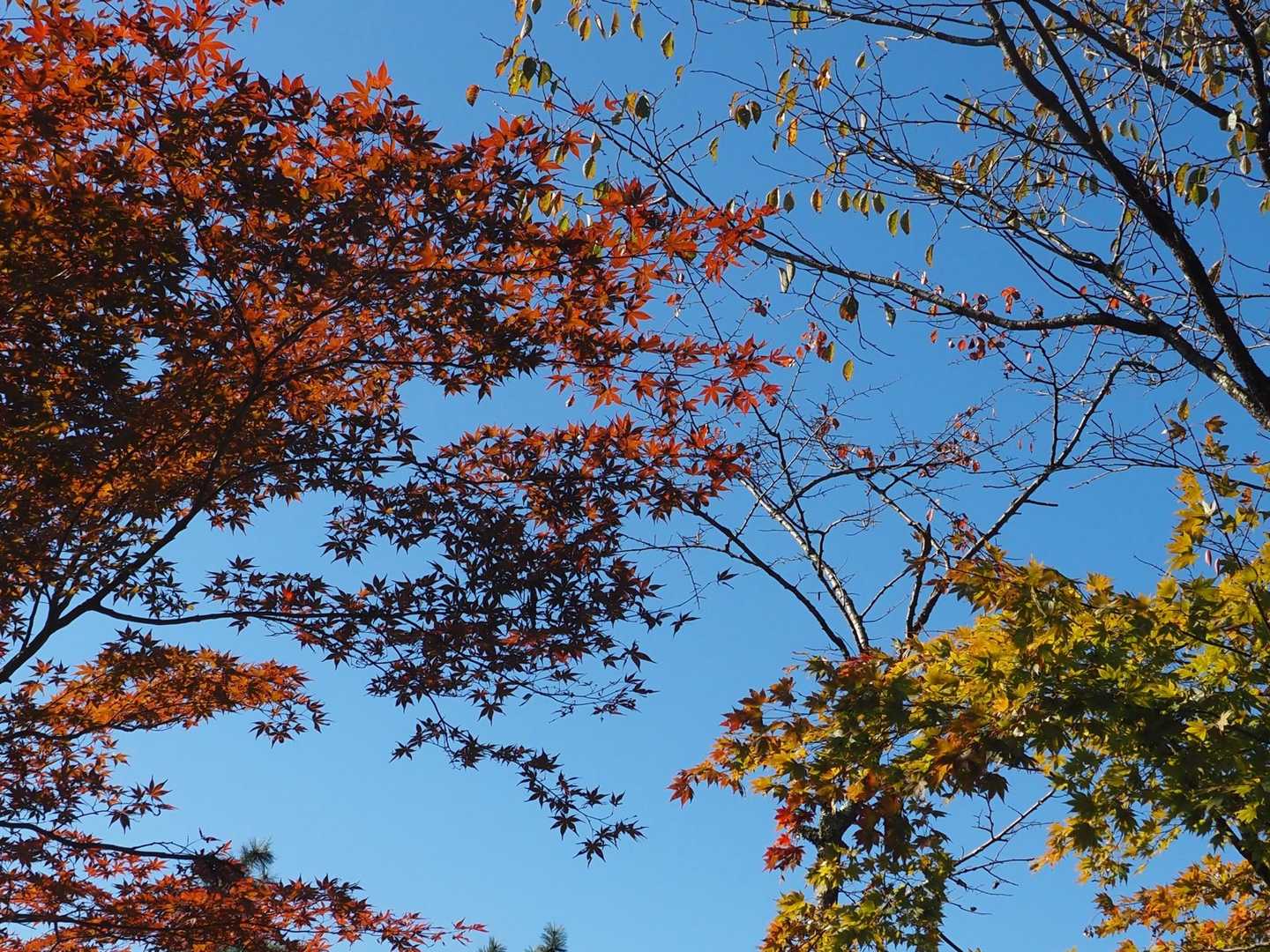 ちょっと紅葉してた🍁