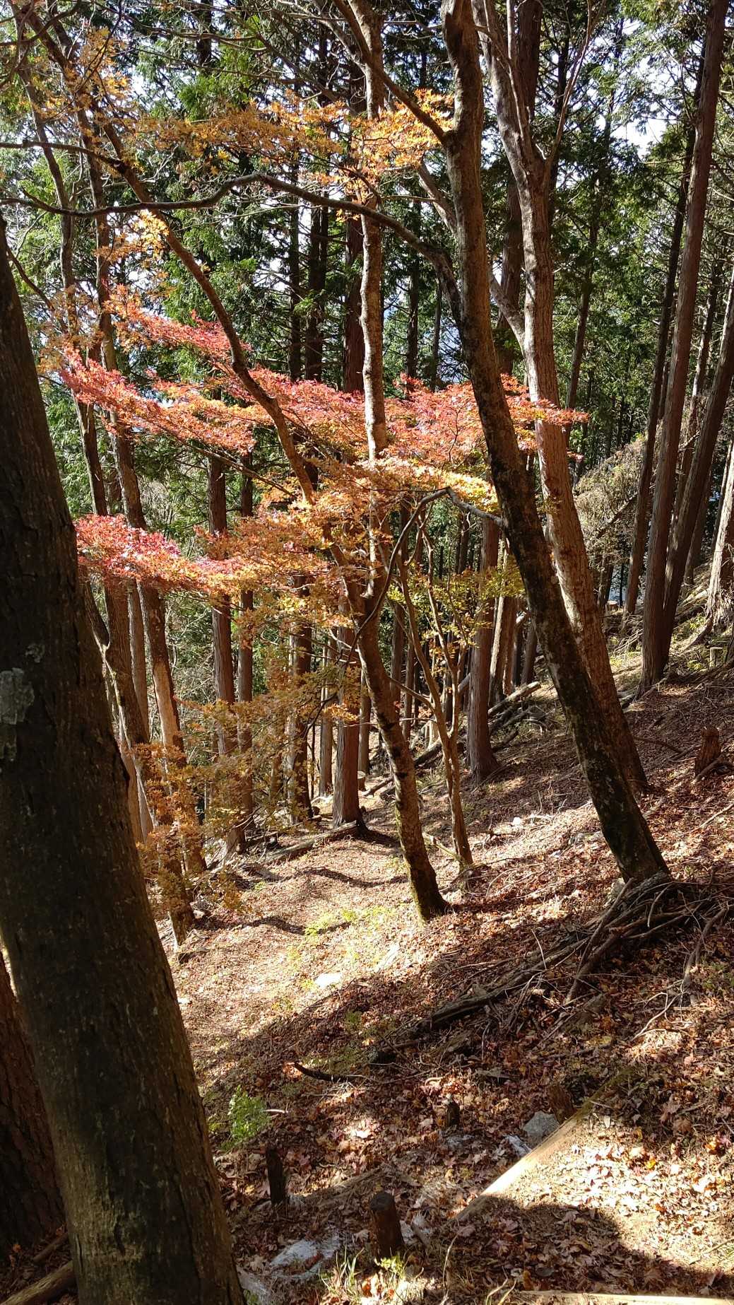 烏尾山 往復コースの写真